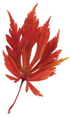 Wall Mural - red autumn maple leaf isolated on transparent background. natural fall graphic element, single objec