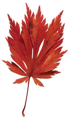 Wall Mural - red autumn maple leaf isolated on transparent background. natural fall graphic element, single objec