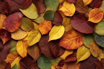 Poster - colorful autumn leaves background
