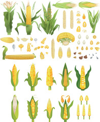 Poster - A corn plant with spikelets, corn cobs and grains. A market product for agriculture. A blend of harvest seasonal raw, food neoteric modern cartoon images.