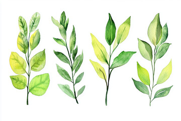 Detailed watercolor leaves in a botanical style Water color on white background