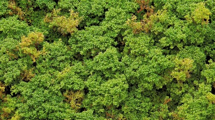 Aufkleber - Aerial view of a dense forest canopy displaying various shades of green under the bright afternoon sunlight
