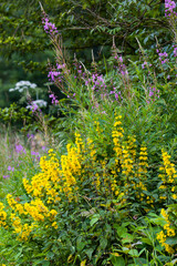 Wall Mural - Punktierter Gilbweiderich (Lysimachia punctata)