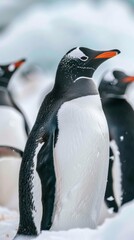 Poster - A penguin stands in the snow with other penguins