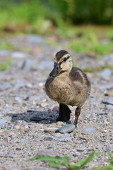 Wall Mural - Adorable baby Duckling standing on a beach along the waterfront of a Conservation area