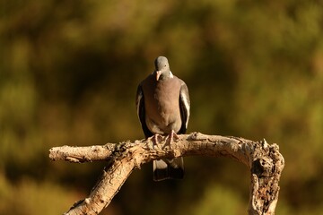 Wood Pigeon Perched Elegantly on Pine Branch