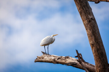 Canvas Print - White egret