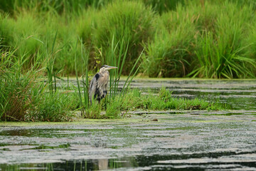 Wall Mural - Great Blue Heron standing in tall reed along edge of river through the wetlands