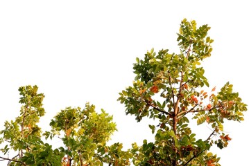 a tropical tree with leaves branches on white isolated background for green foliage backdrop