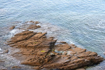 Sticker - Oystercatchers haematopus ostralegus perched on a rock in the sea