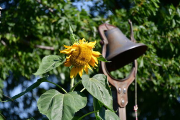 Canvas Print - Sunflower by a Metal Bell Decoration