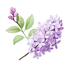 Wall Mural - Beautiful illustration of a blooming lilac branch with purple flowers and green leaves, perfect for nature and floral designs.