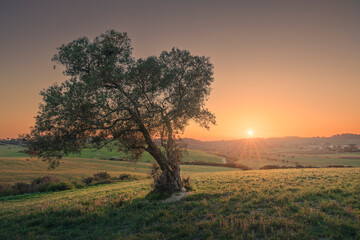 Poster - Olive tree in a field at sunset. Maremma countryside landscape. Bibbona, Tuscany Italy