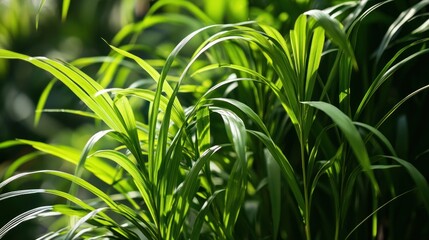 The medicinal green plant citronella or the Latin name cymbopogon nardus background wallpaper AI generated image