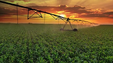 Wall Mural - Drone shot of irrigation system on agricultural sugar beet field at sunset helps to grow plants in the dry season. Beautiful sunny landscape rural scene