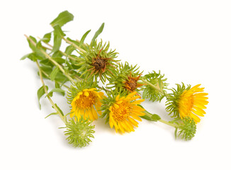 Wall Mural - Grindelia squarrosa, also known as a curly-top gumweed or curlycup gumweed.