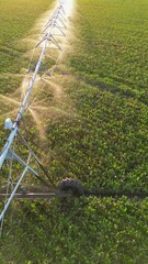 Wall Mural - Aerial view drone shot of irrigation system on agricultural sugar beet field helps to grow plants in the dry season. Beautiful sunny landscape rural scene