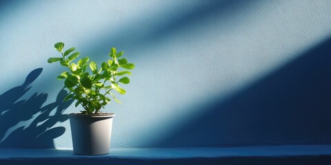 Poster - Potted Plant on Blue Wall