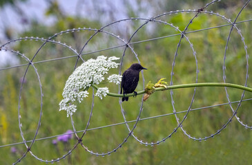 Starling sitting on plant beside barbed wire fence