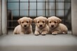 © sandra - little puppies shelter pet animal puppy dog fence depression aviary homelessness domestic canino eye sorrowful fur small rescue portrait cute young kennel brown waiting home adoption white social