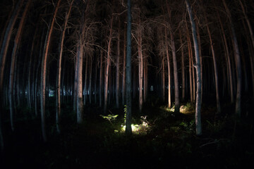 Wall Mural - magical lights sparkling in mysterious forest at night. Nightmare pine forest.