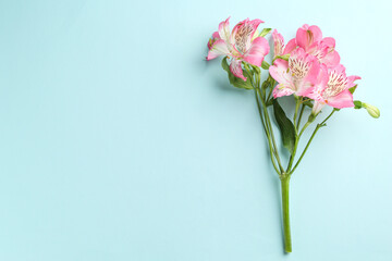 Poster - Beautiful alstroemeria flowers on light blue background, top view. Space for text