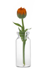 Wall Mural - Beautiful calendula flower in glass bottle isolated on white