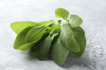 Wall Mural - Fresh sage leaves on gray textured table, closeup