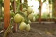 © New Africa - Unripe tomatoes growing in greenhouse, closeup. Vegetable garden
