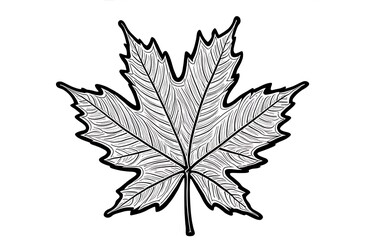 maple leaf coloring book isolated on white background. Coloring book for children. Autumn coloring book
