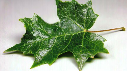 Canvas Print -   White leaf with green center, reflection on white background