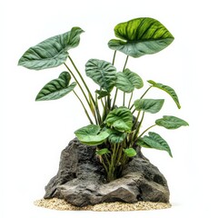 Beautiful aquarium ornament featuring vibrant green foliage atop decorative rock