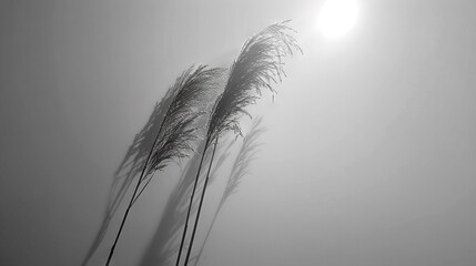 Canvas Print -  A photo of sea oats against a foggy backdrop, with sunlight illuminating the scene