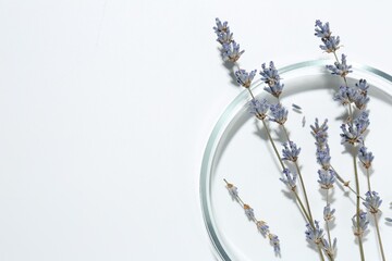 Poster - Petri dish with lavender flowers on white background, top view. Space for text