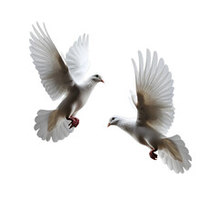 Sticker - three flying white doves, realistic photography, isolated on black background