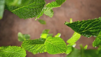 Poster - Super Slow Motion of Flying Fresh Mint Leaves. Filmed on High Speed Cinema Camera, 1000 fps. Camera Placed on High Speed Cine Bot, Rotating.