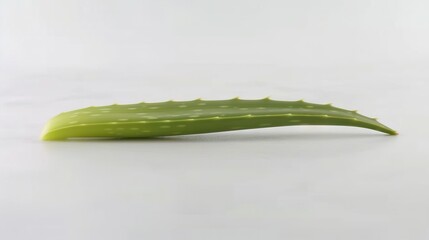 Wall Mural -   A close-up shot of a green leaf on a white background, illuminated by a gentle reflection on its base