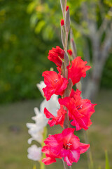 Wall Mural - Macro view of red gladiolus flowers growing in garden.