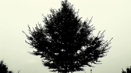 Sticker -   A monochrome image of a tree with a clock atop and a street light in the backdrop