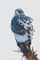 Wall Mural - Augur Buzzard Perching on Tree Stump