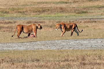 Lioness Protecting Her Kill