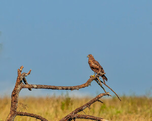 Wall Mural - Marsh Harrier Perching on Dead Tree Limb