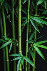 Aufkleber - A cluster of vibrant green bamboo stalks with lush leaves stands tall, contrasting beautifully against a dark backdrop under bright midday light