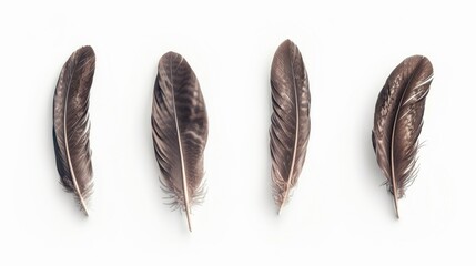 Poster - Three feathers resting on a white surface, possibly used as a decorative motif or symbol