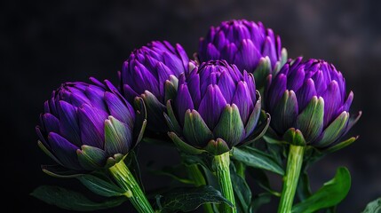 Poster - Fresh purple artichokes are beautifully arranged with lush green leaves against a dark backdrop, showcasing their rich color and texture