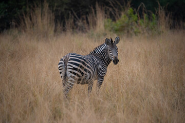 Wall Mural - crawshay's zebra, south luangwa national park, zambia