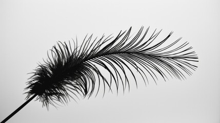 Poster - A close-up image of a single feather in monochrome tones