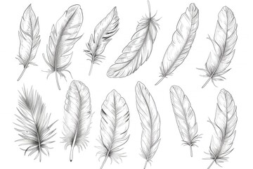 Poster - A collection of colorful feathers