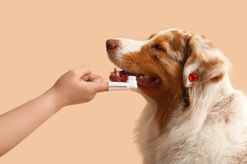 Wall Mural - Owner brushing teeth of cute Australian Shepherd dog on beige background