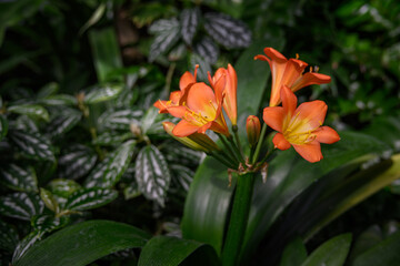 Canvas Print - Orange clivia flowers in the conservatory.